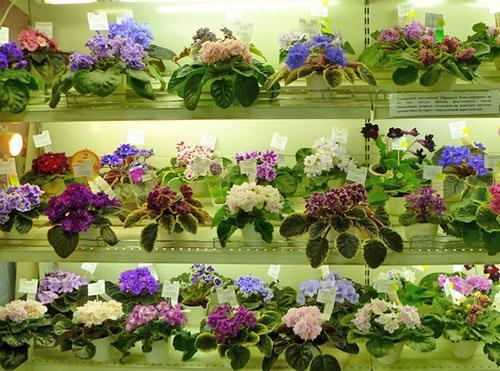 Violetas de interior de diferentes variedades.