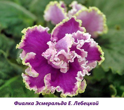 Violeta Esmeralda E. Lebetskaya