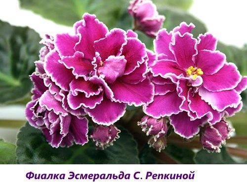 Violeta Esmeralda S. Repkina