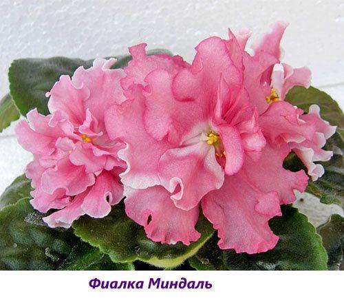 Almendra violeta