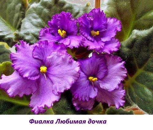 Violeta hija favorita