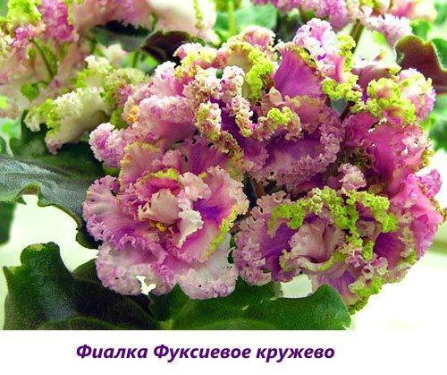 Encaje violeta fucsia