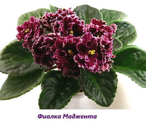 Violeta magenta