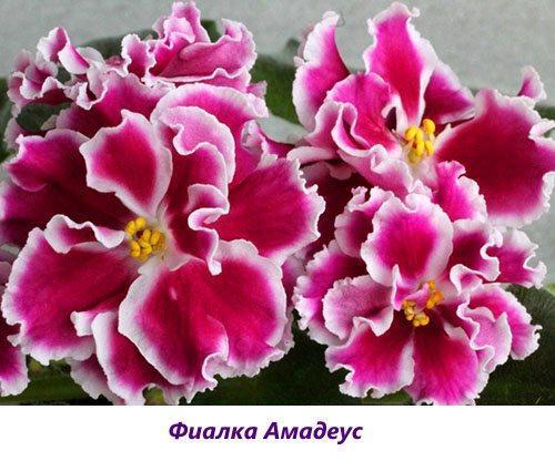 Violeta Amadeus