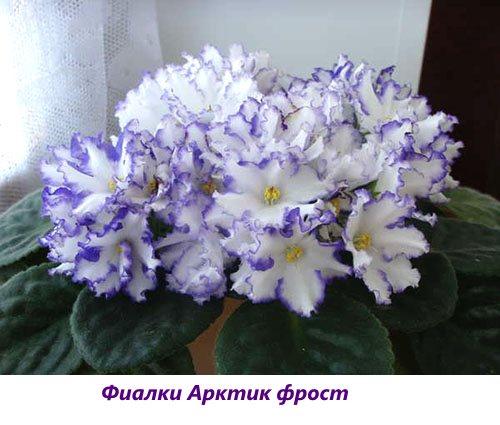 Helada ártica violetas