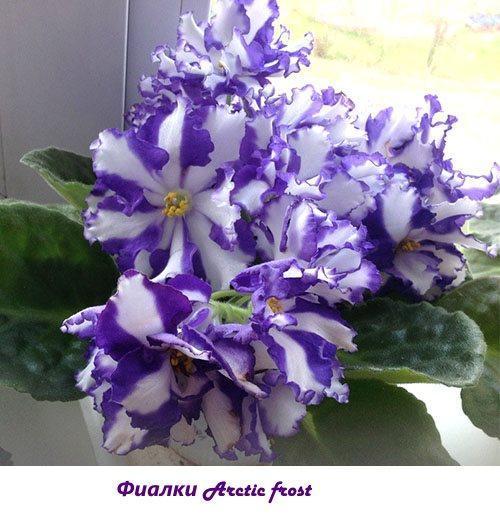 Helada ártica violetas