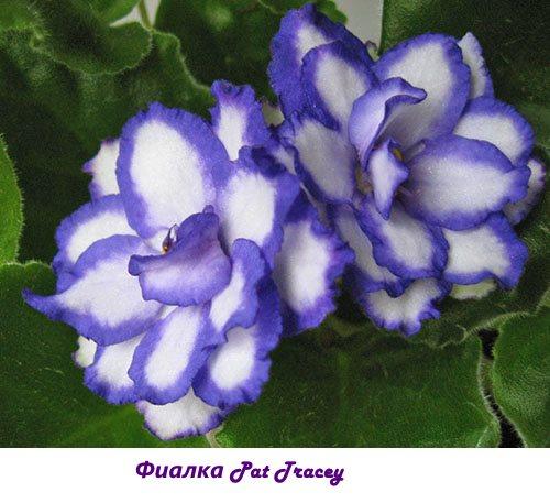 Violeta Pat Tracey