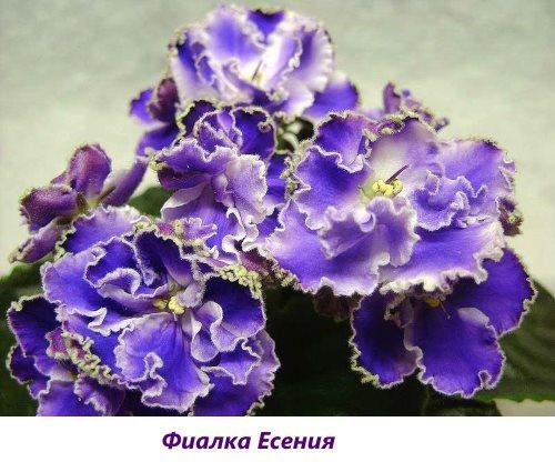 Yesenia violette