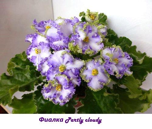 Violeta Parcialmente nublado