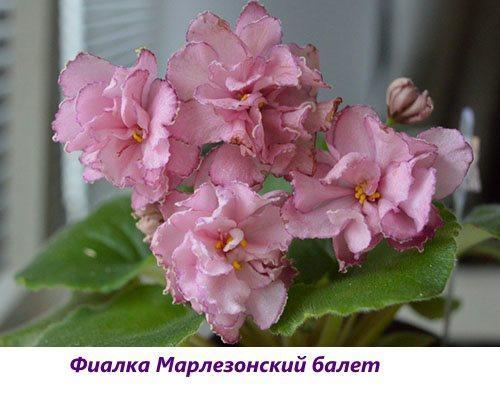Ballet violeta Marlezon