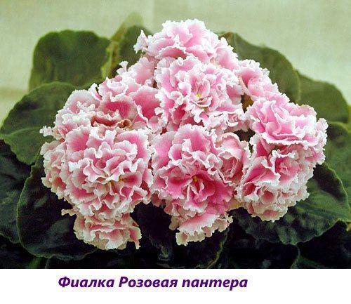 Pantera rosa violeta