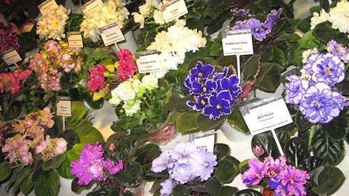 Variedades violetas