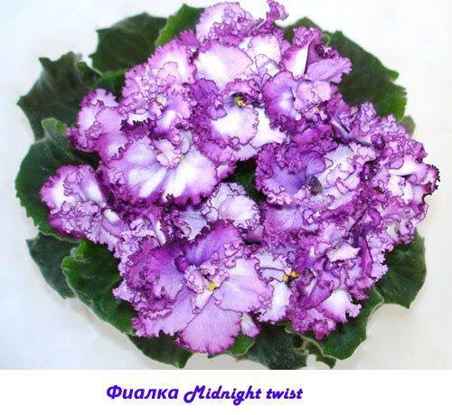 Torsion de minuit violet
