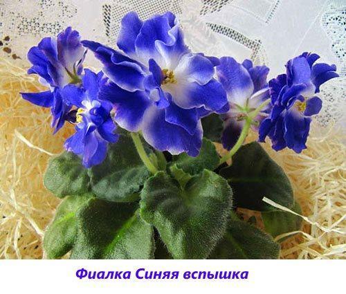 Flash bleu violet