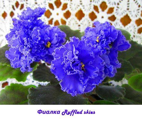 Ciel ébouriffé violet