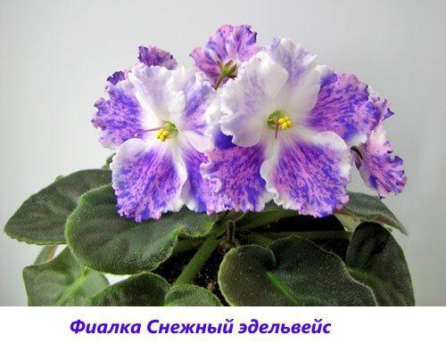 Edelweiss violet des neiges