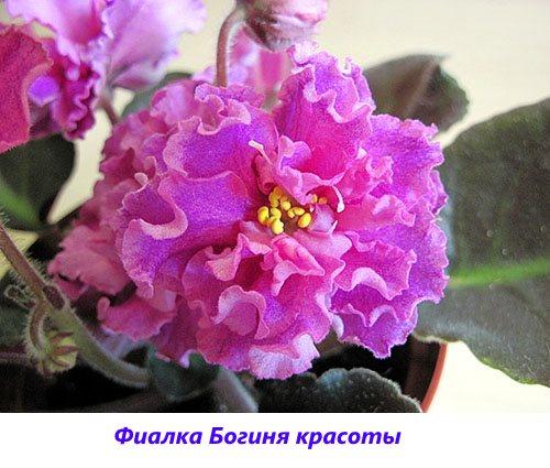 Déesse Violette de la Beauté