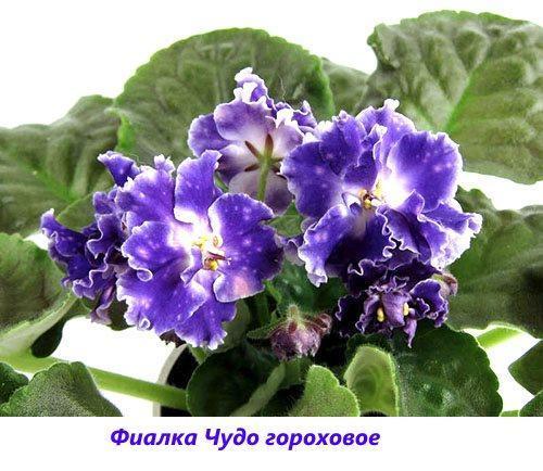 Pois Miracle violet