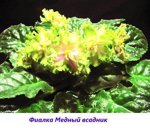Cavalier Bronze Violet