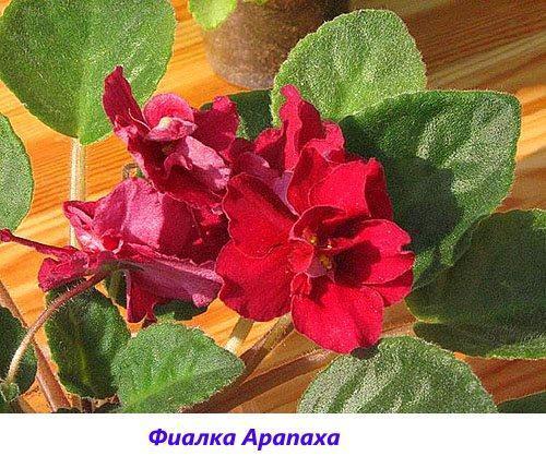 Arapakh violet