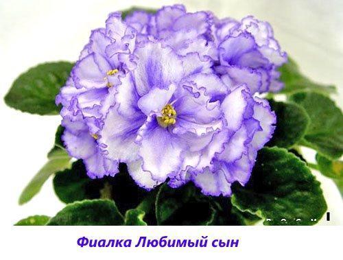 Violet Fils préféré