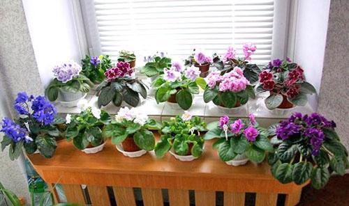Photo de variétés de violettes