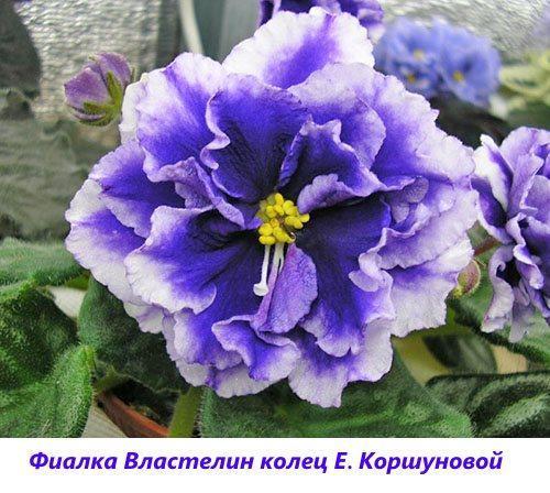 El señor violeta de los anillos E. Korshunova