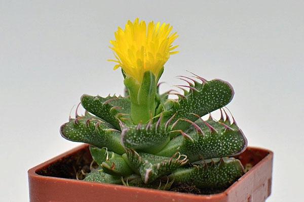 belle faucaria