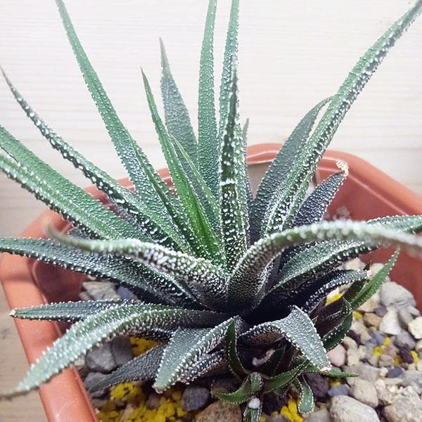 perle haworthia