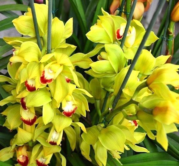 Orquídea Cymbidium durante la floración.