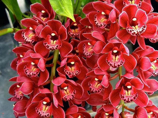 Pinceaux brillants de cymbidium en fleurs