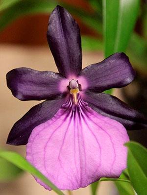 Miltonia spectabilis var morelina