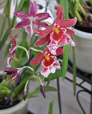 Peluche Miltonia spectabilis var morelinaara Cambria de Vuylsteke