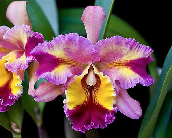 Corolle multicolore orchidée cattleya