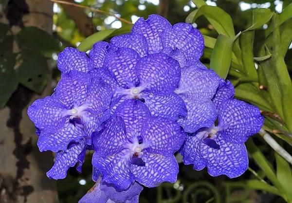 Wanda de orquídeas híbridas de interior