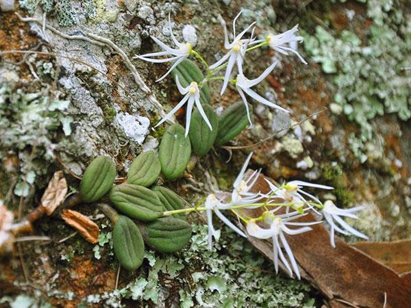 Orquídea creciendo sobre piedras