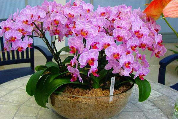 Floraison de Phalaenopsis