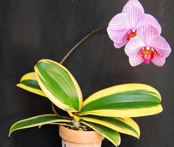 Phalaenopsis amabilis abigarrada