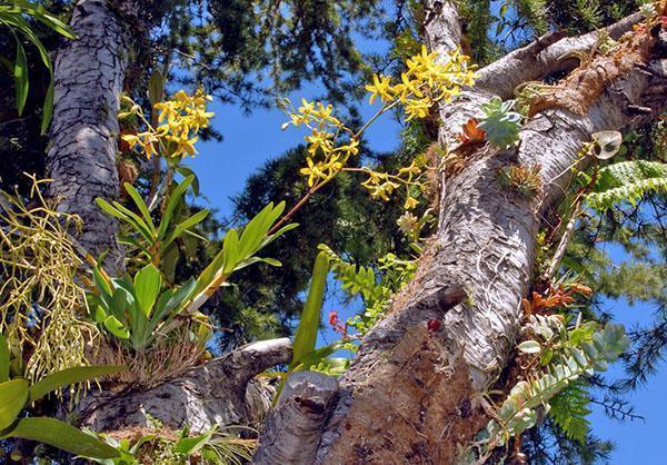 Orquídea epífita de crecimiento silvestre