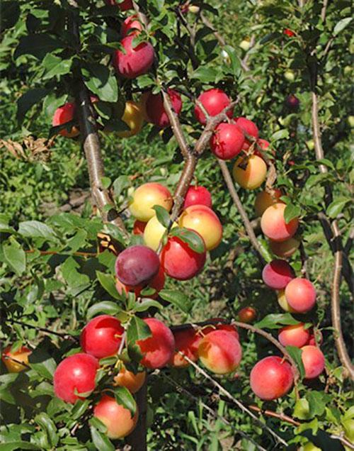 La ciruela cereza de la variedad cometa Kuban da fruto