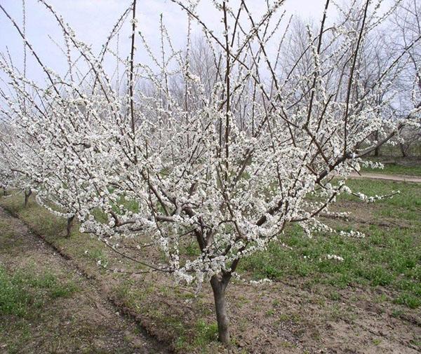 les pruniers cerisiers fleurissent