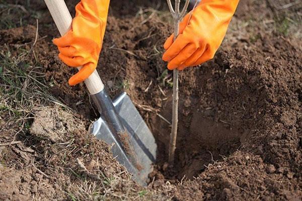 planter un semis de la comète Kuban