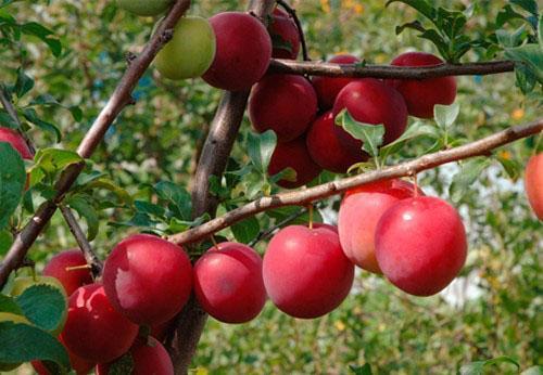 les fruits de la prune cerise mûrissent