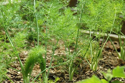 L'aneth correctement planté tombe beaucoup moins souvent malade