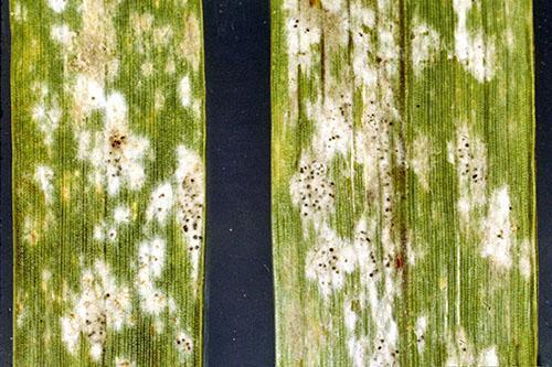 Il ressemble à l'oïdium sur l'aneth sous un microscope