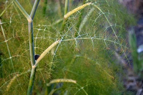 Peronosporosis del eneldo