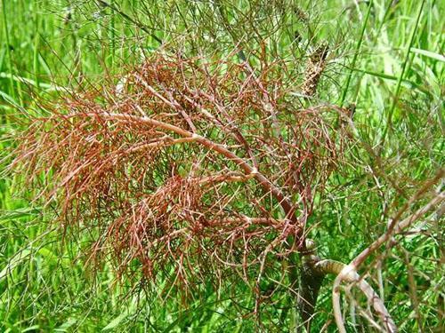 Marchitez por Fusarium de las plantas de eneldo