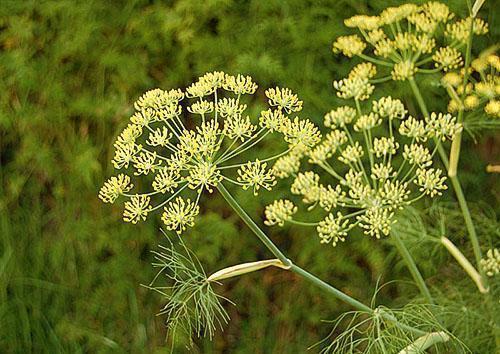 Flores de eneldo