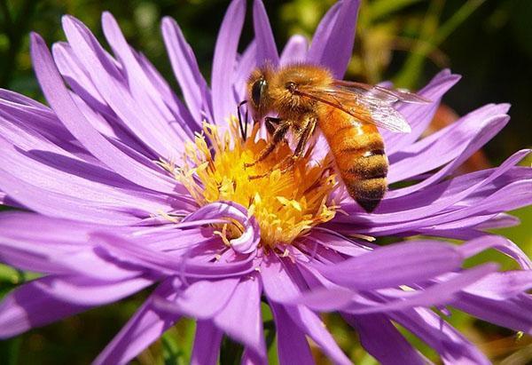 Raza italiana de abejas melíferas (Apis mellifera liqustica)