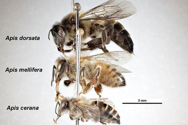 Abejas de miel asiáticas